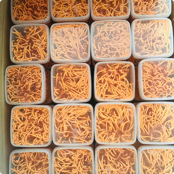 Fresh cordyceps close-up