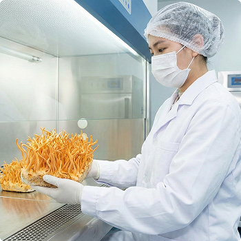 Packaged cordyceps containers