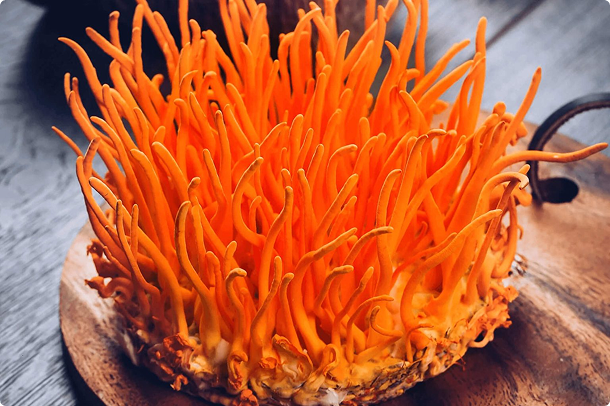 Sản phẩm nấm đông trùng hạ thảo tươi